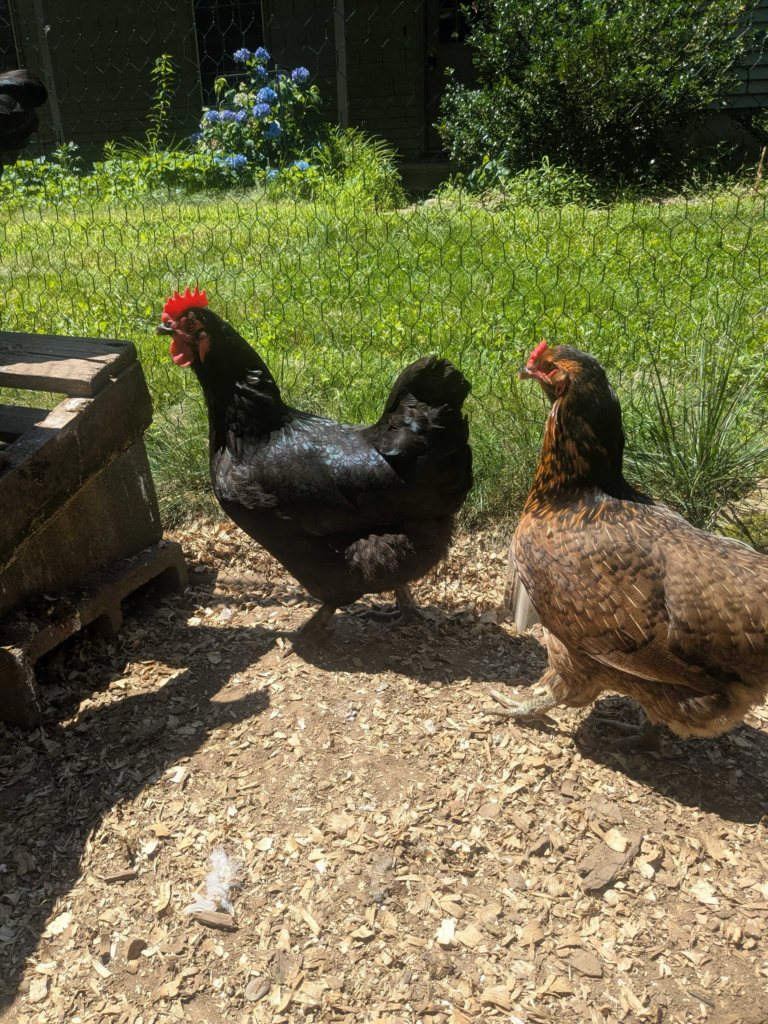 New Friends!!!
