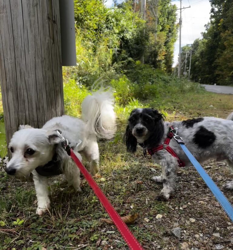 Zoomies!
