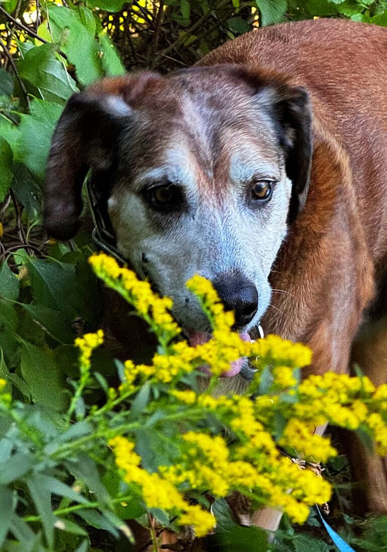 Harold In Autumn 🍂
