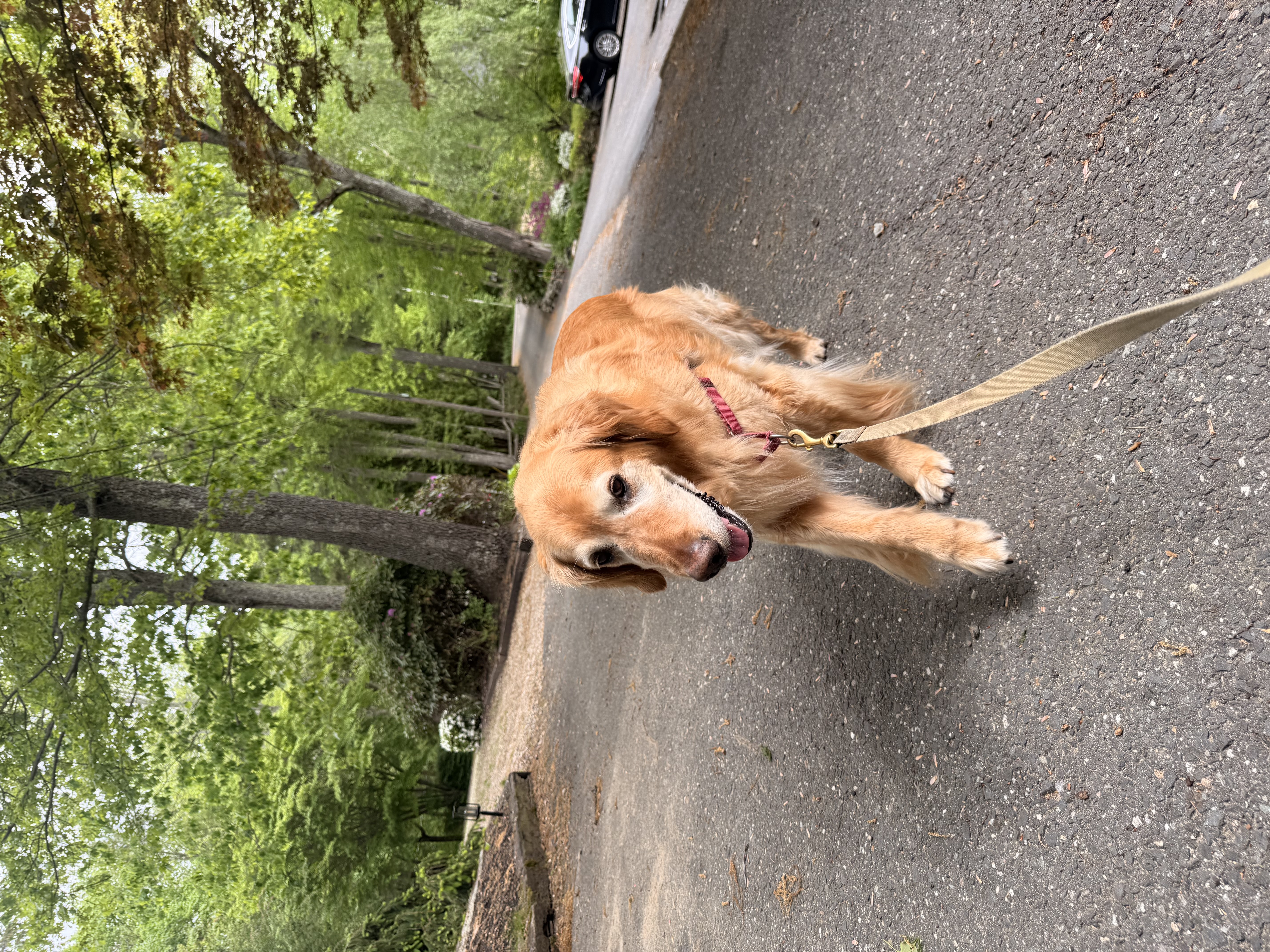 Lazy Boy Walk