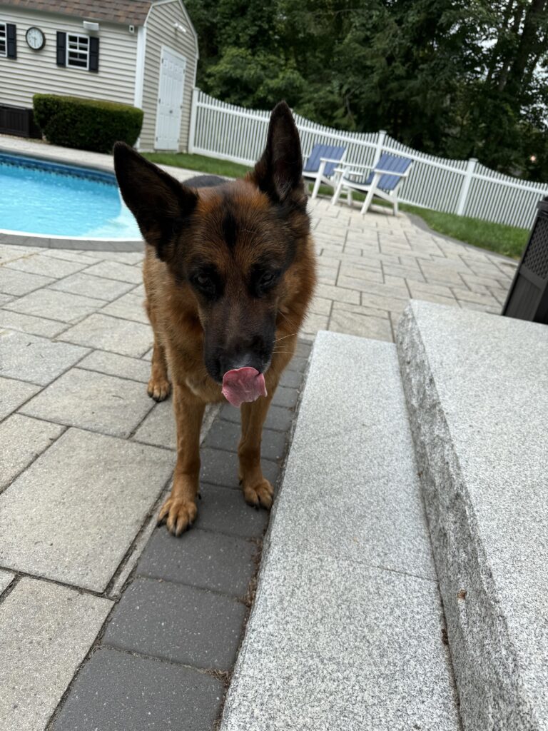 Pawtastic Tuesday Morning