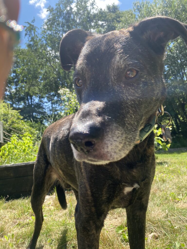 Sunshine & Snuggles ☀️🐾