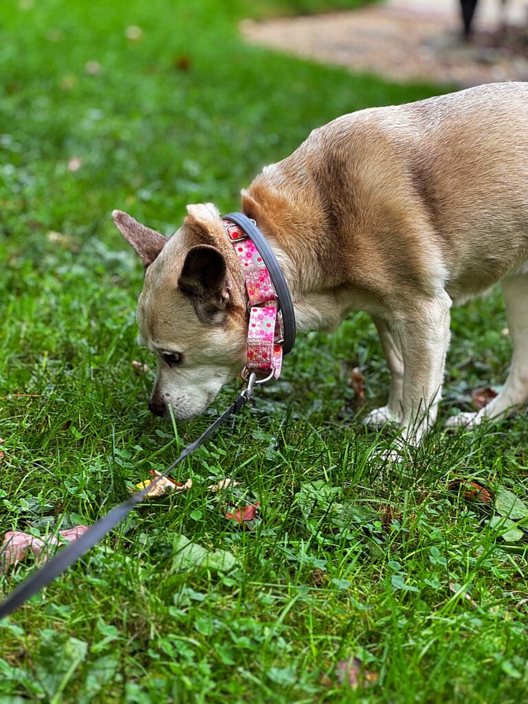 Photos From Friday’s Pet-sitting Visit