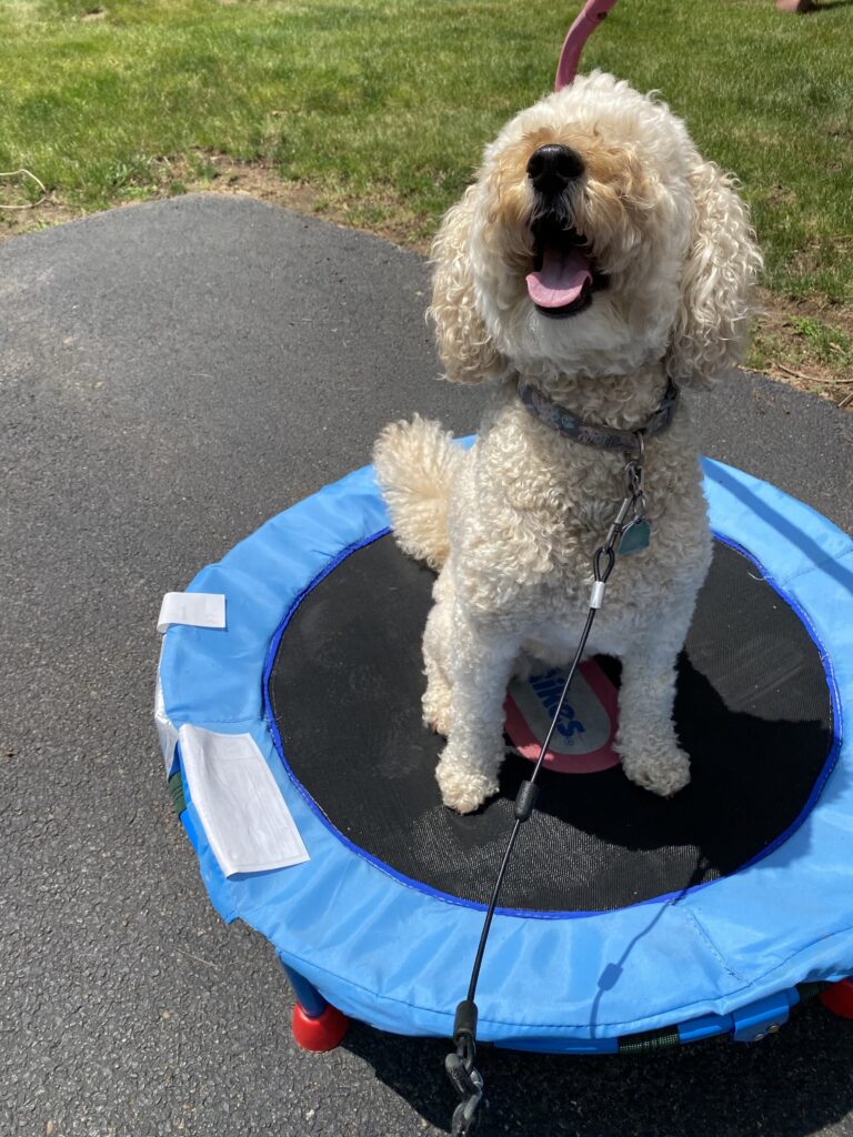 Playground Pup 🛝