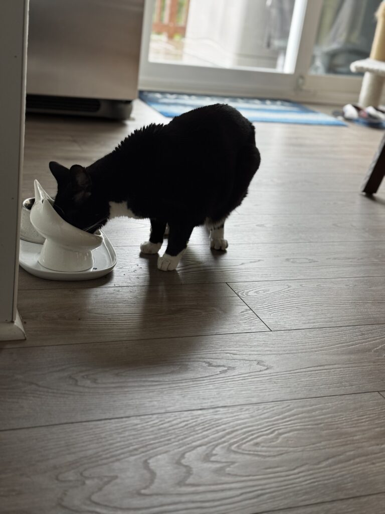 Photos From Saturday’s Pet-sitting Visit