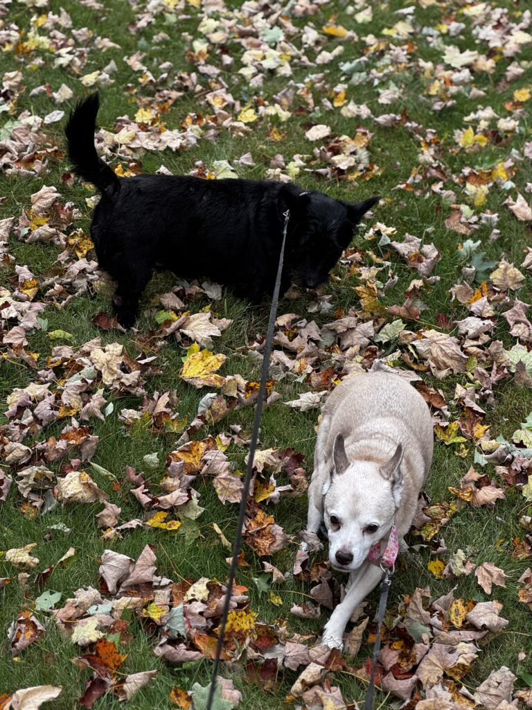 Photos From Saturday’s Pet-sitting Visit