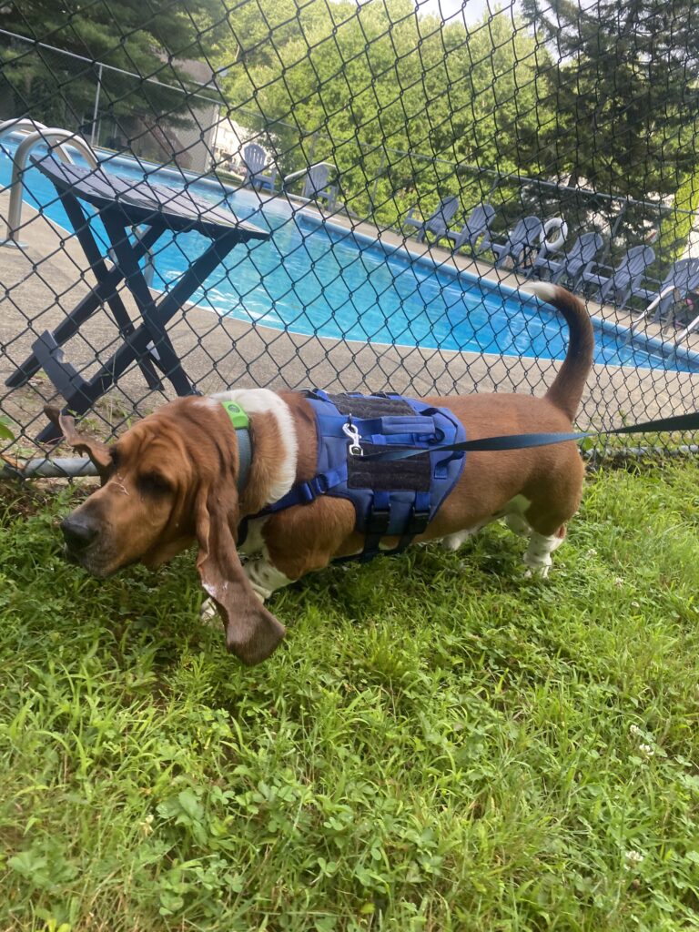 Pool Patrol 🐝🐿️