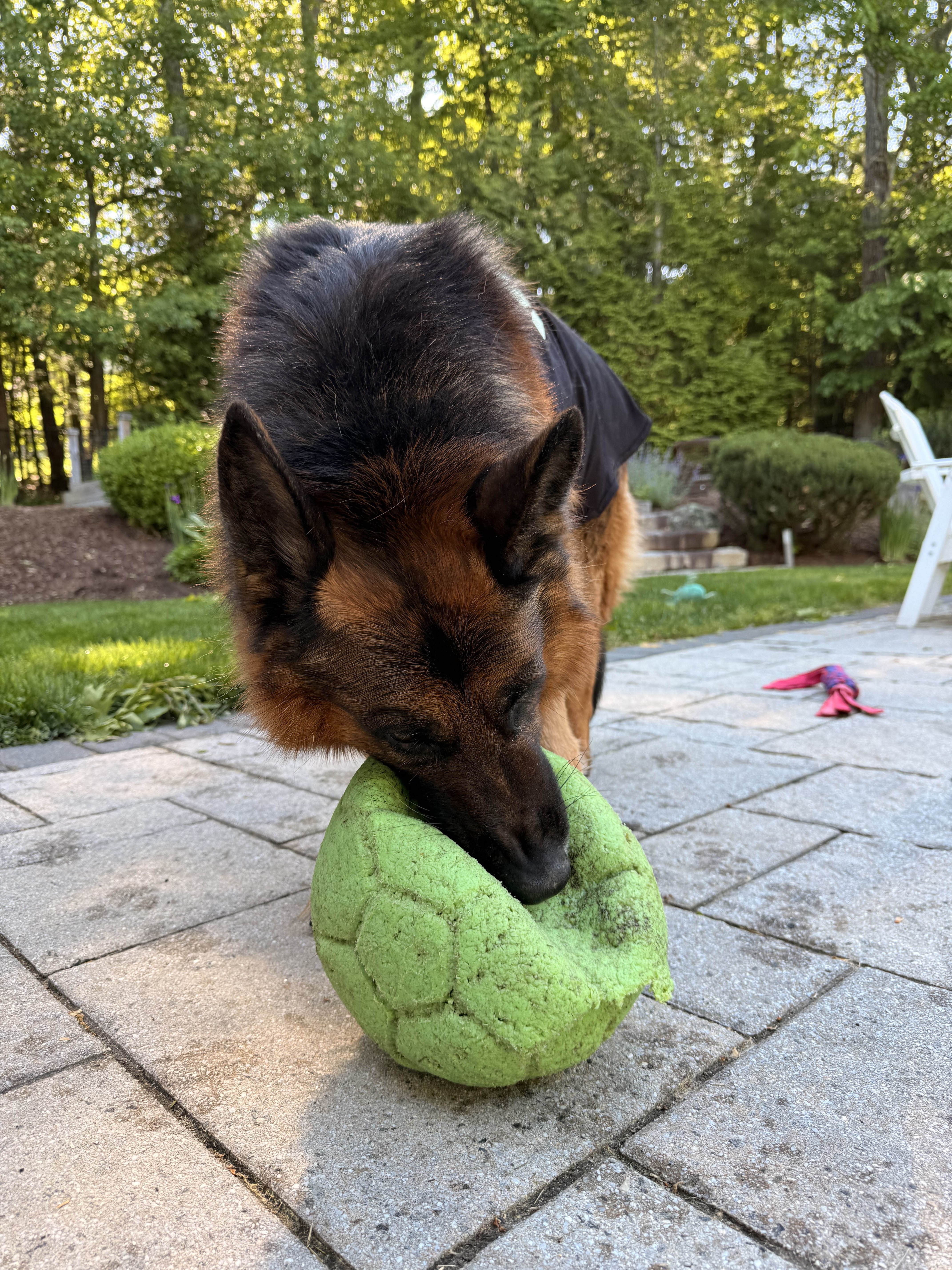 Fetch Champion