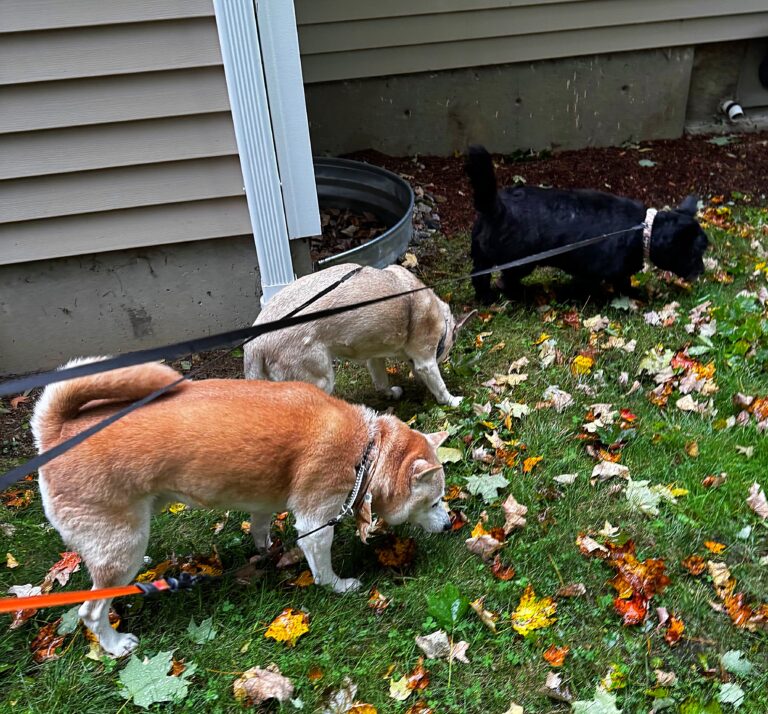 It’s Raining Dogs And Dogs! 🌧️