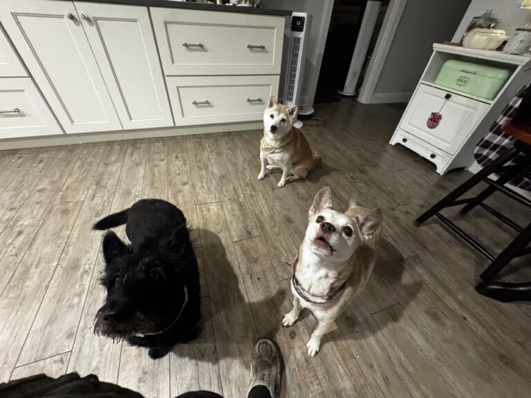 Photos From Saturday’s Pet-sitting Visit