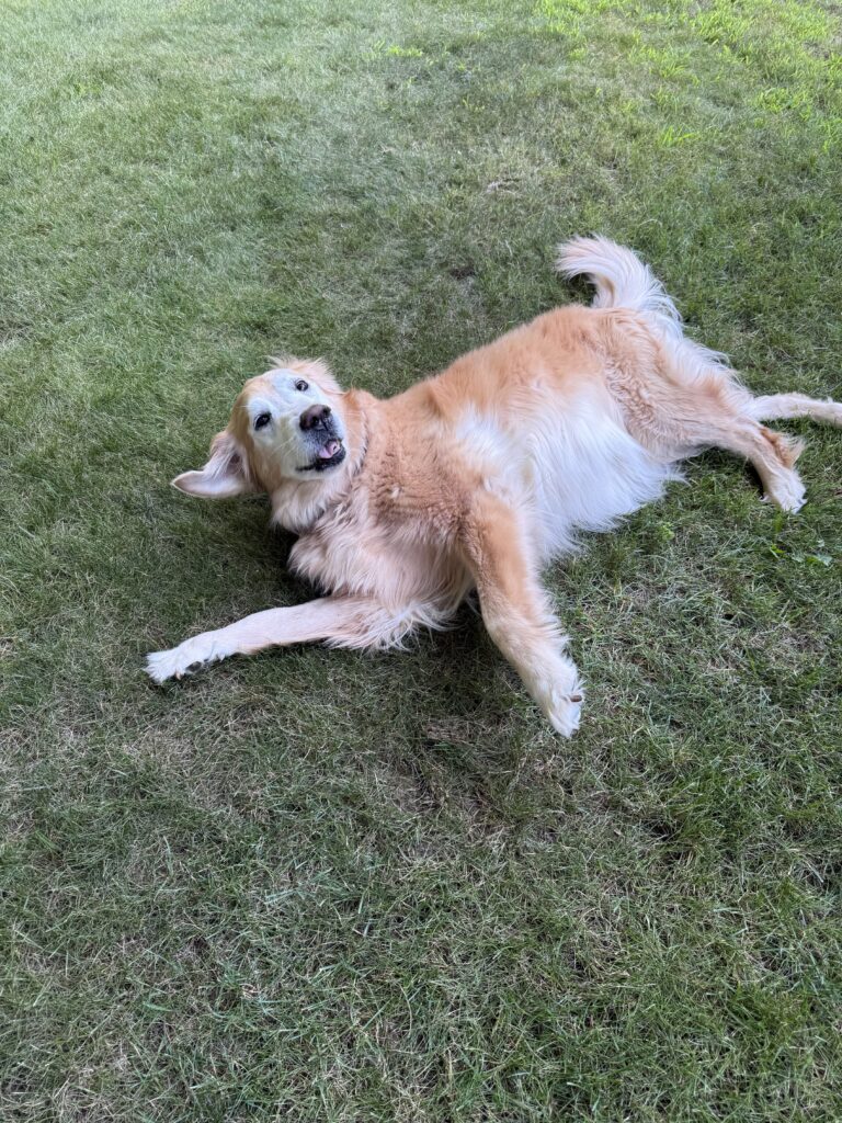 Morning Zoomies