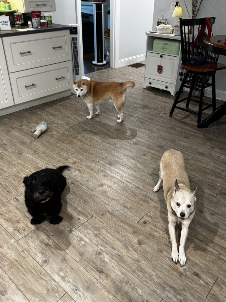 Photos From Sunday’s Pet-sitting Visit
