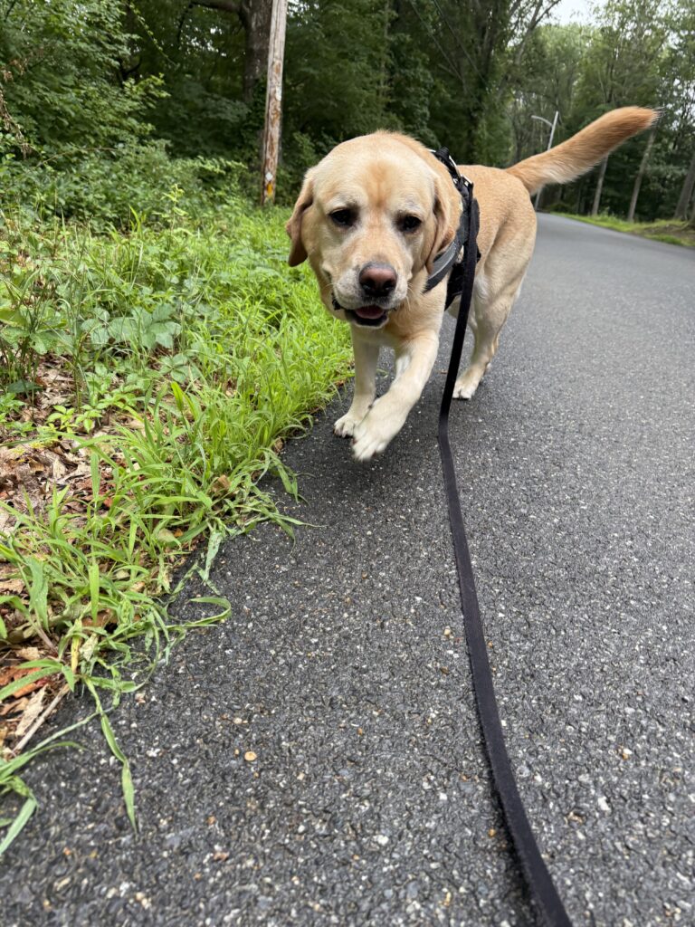 Tuckers Adventure