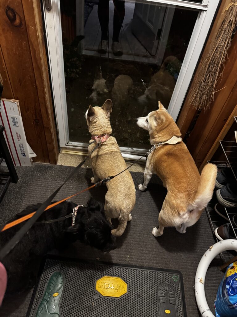 Photos From Sunday’s Pet-sitting Visit