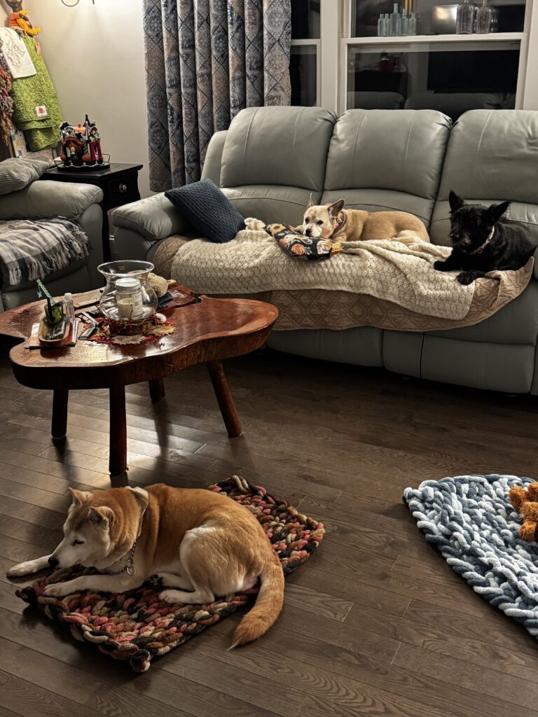 Potty – Brekkie – Sofa 😛