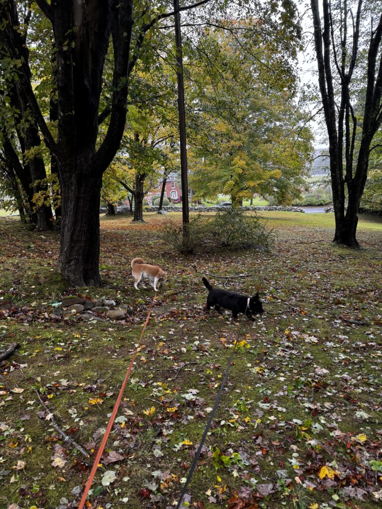 Photos From Monday’s Pet-sitting Visit