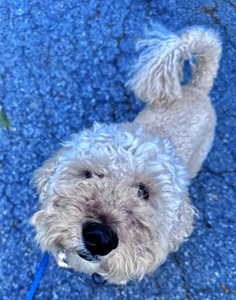Sunshine & Millie 🌞