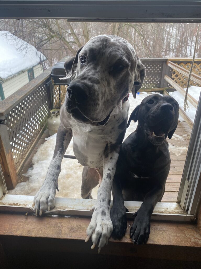 Investipups 🕵️‍♂️