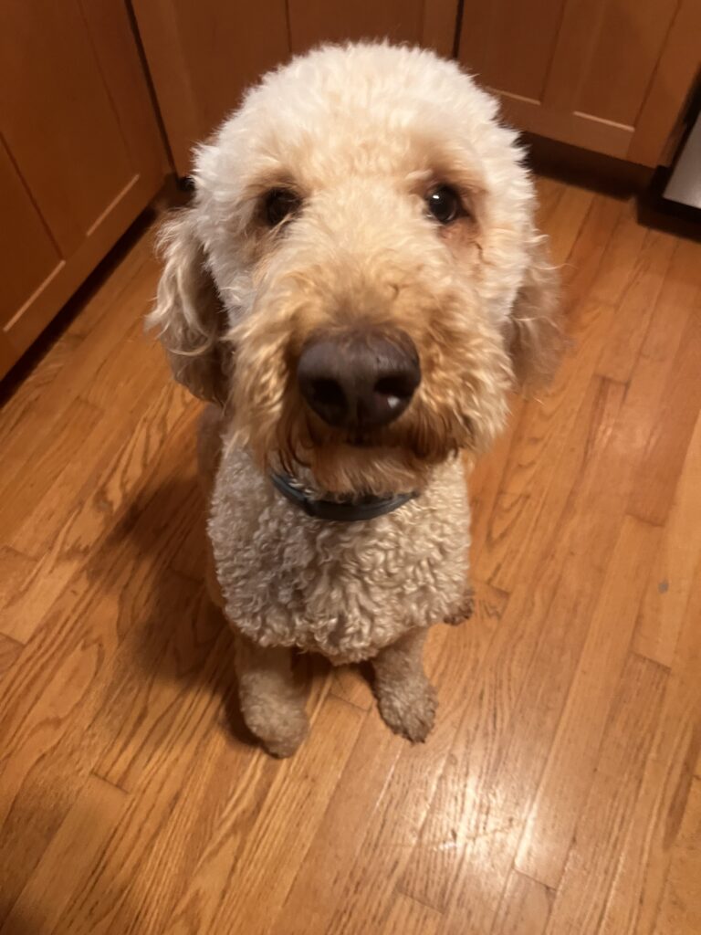 Sweet Ginger & Cute Cash
