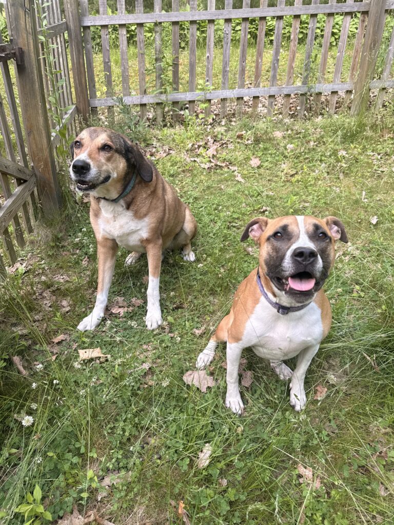 Smiles And Wags