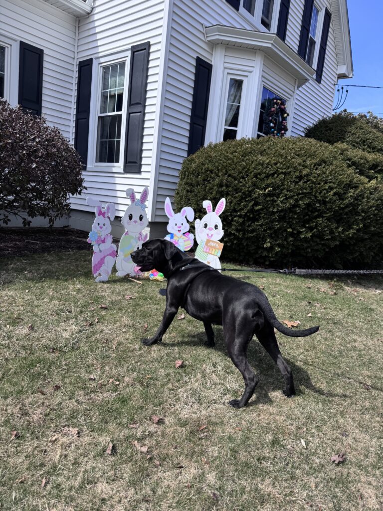 All About The Bunnies 🐰