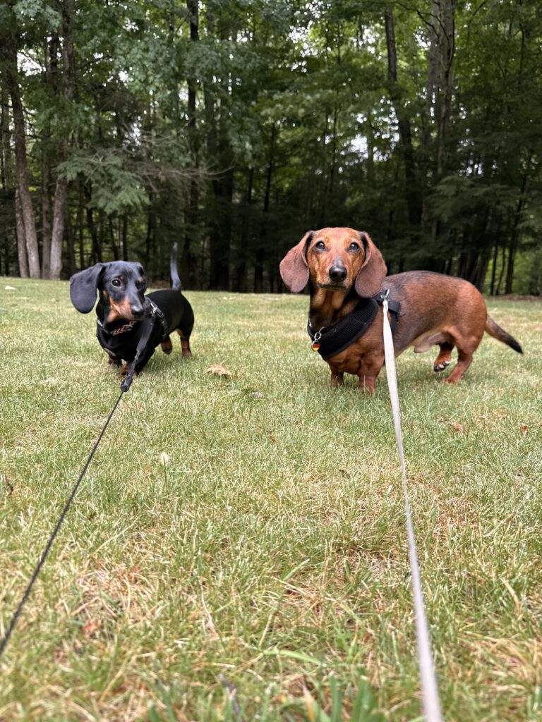 Thing One, Thing Two