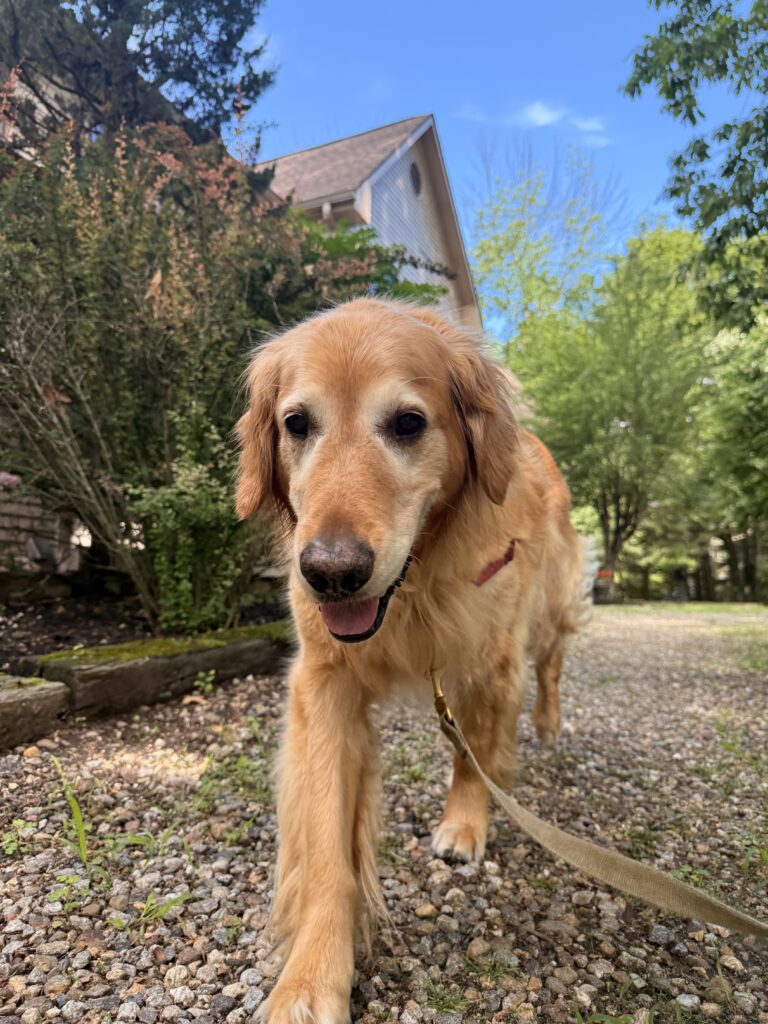 Good Boy