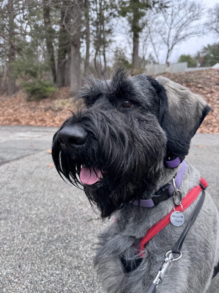 What A Good Boy I Am!