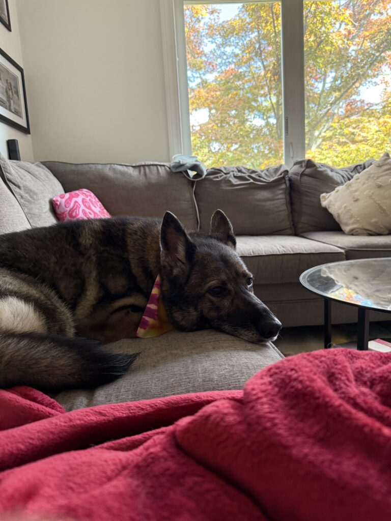 Snuggles With Summer
