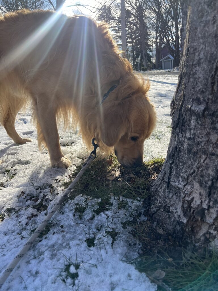 Merry Maxwell