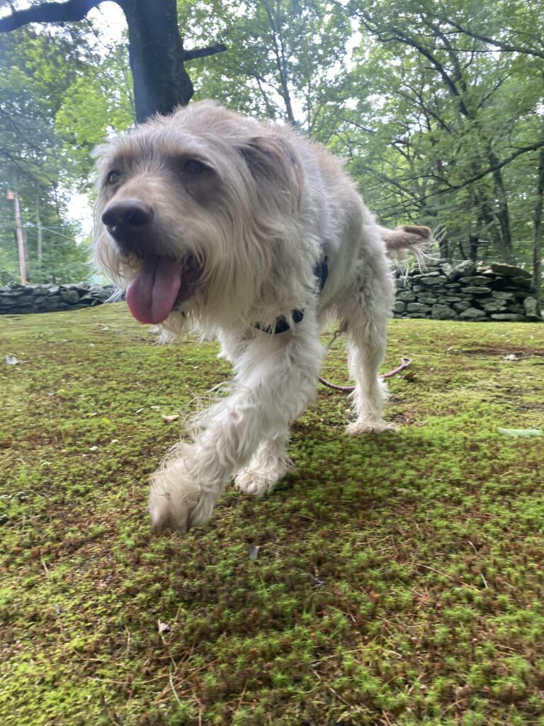 She’s A Happy Happy Pup….