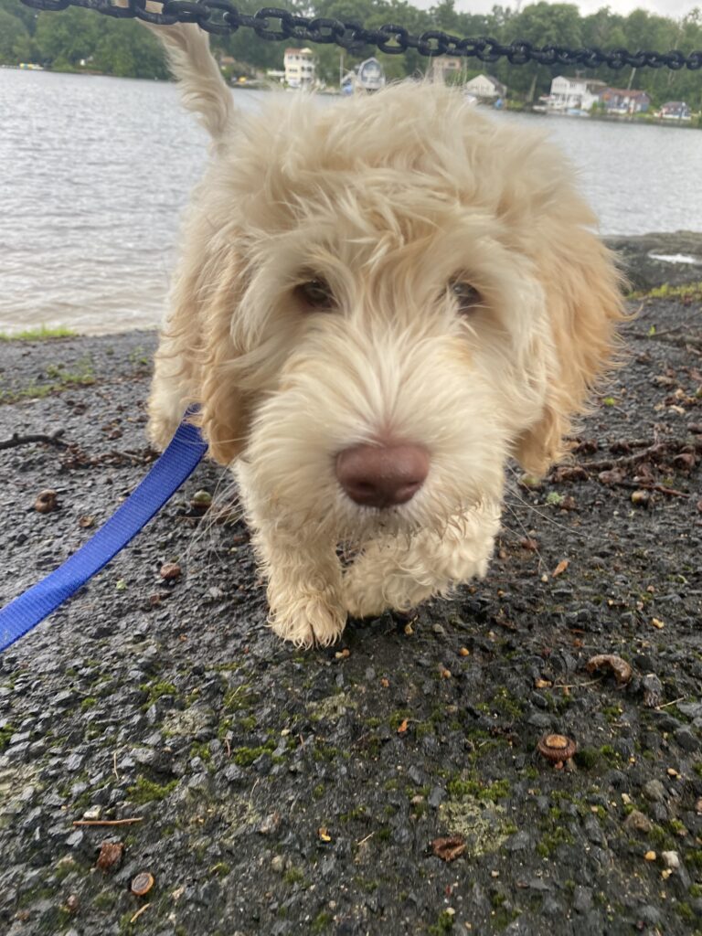 New Weather, Different Pup!