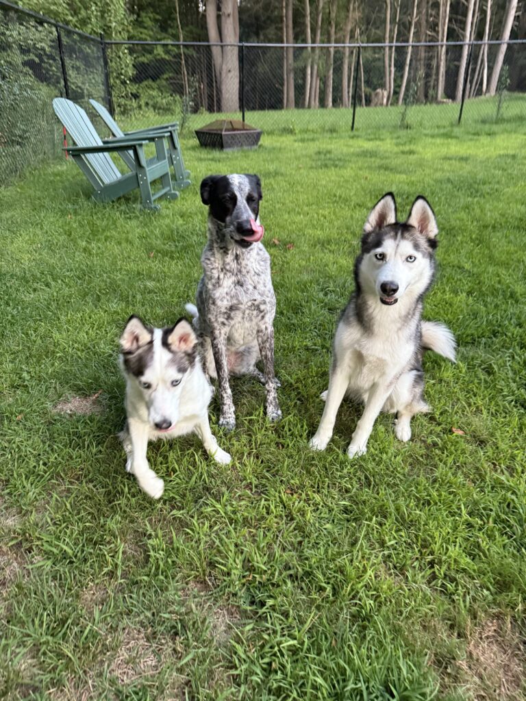 Dinner Time Adventures