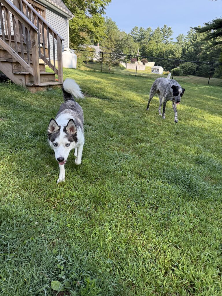 Breakfast Zoomies