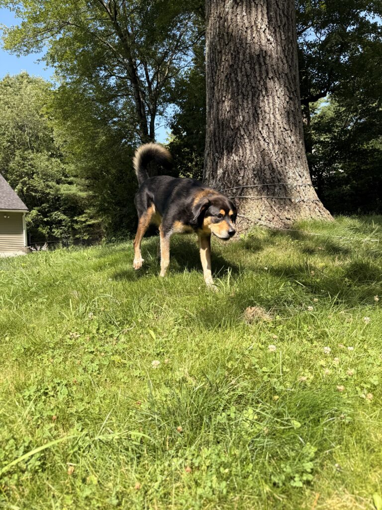 Photos From Monday’s Pet-sitting Visit