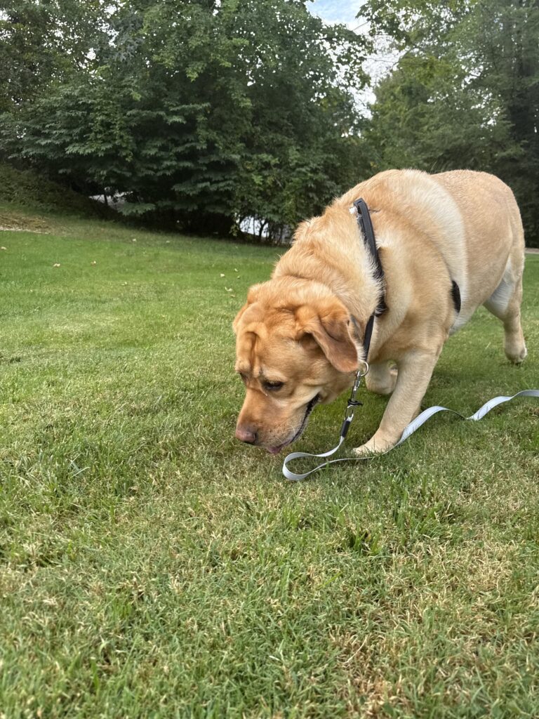 Charlie Faces A New Car