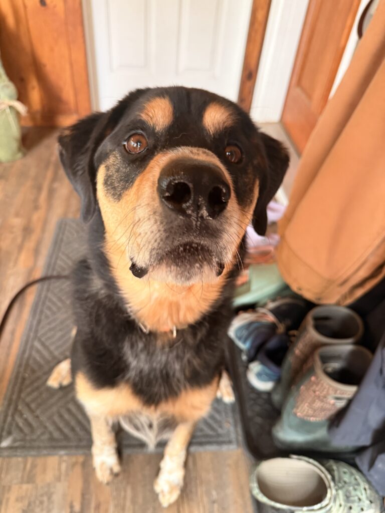 Photos From Tuesday’s Pet-sitting Visit