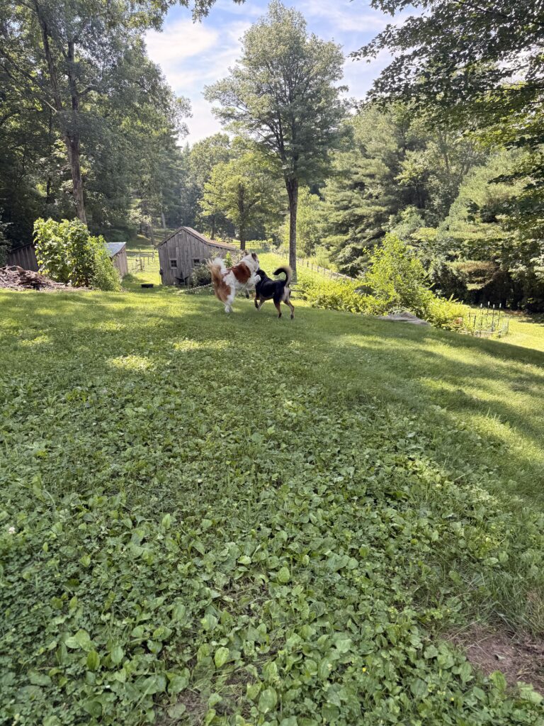 Chasing Squirrels