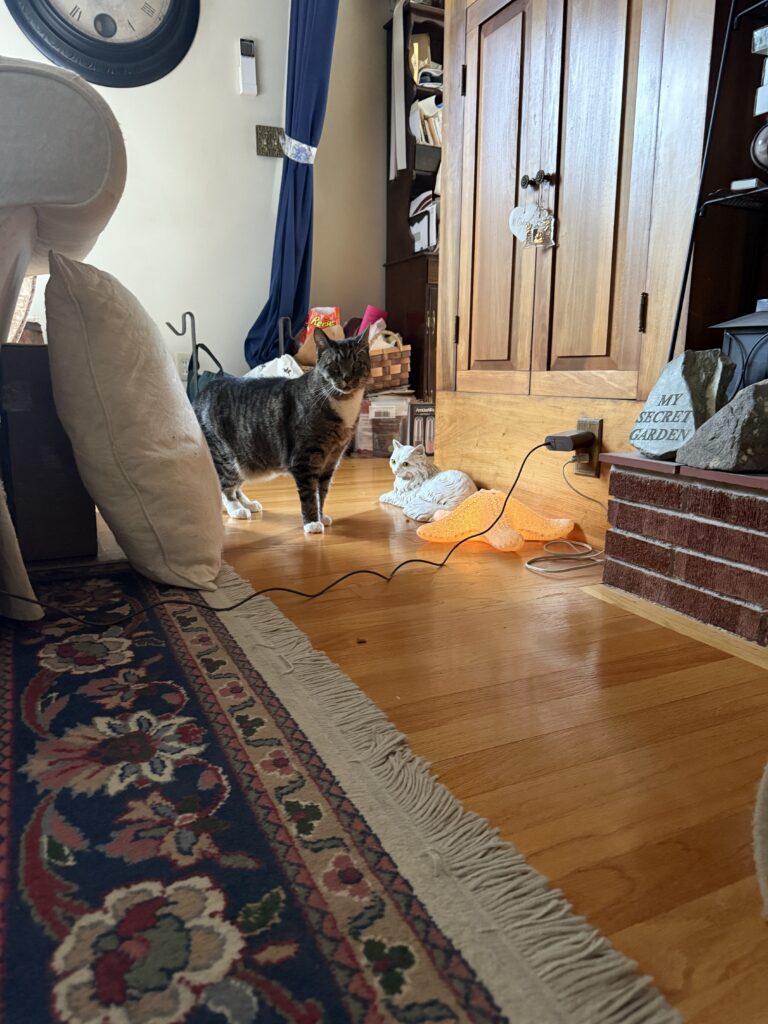 Visible Kitty