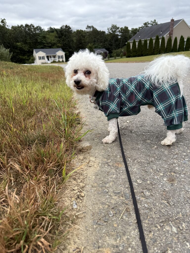 Mayor Mylo