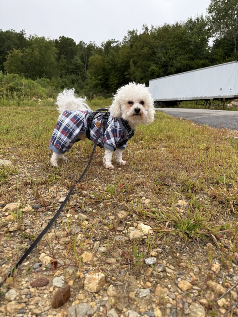 Rainy Morning