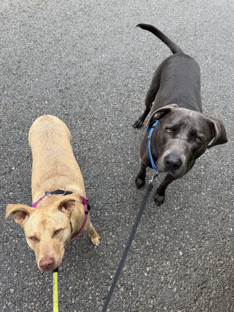 Wonderful Wednesday Walk