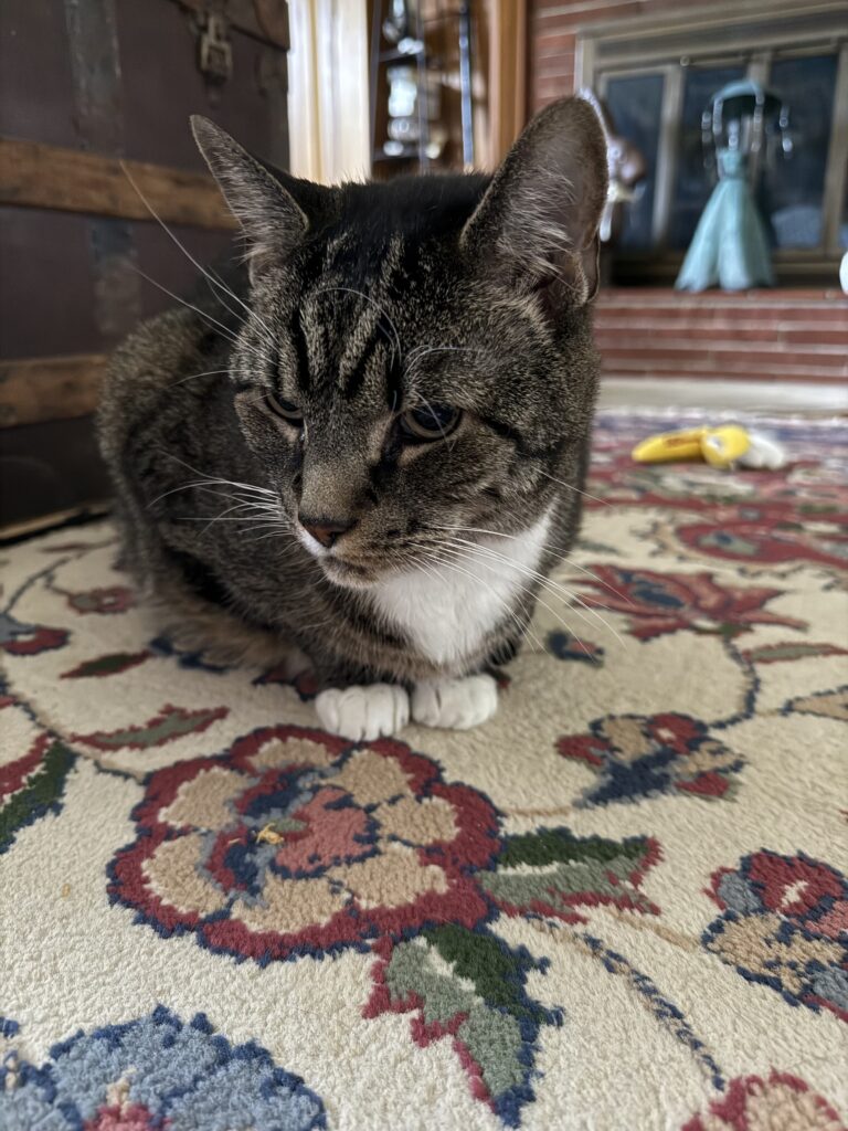 Purrrsday