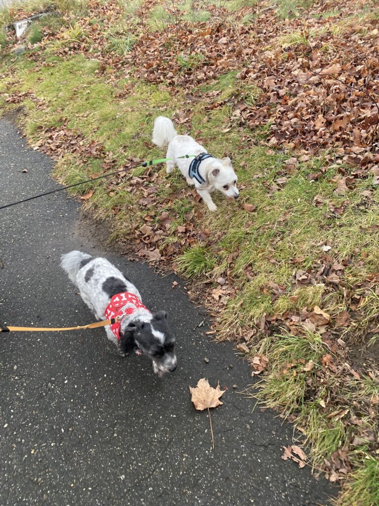 Two Little Turkeys 🦃