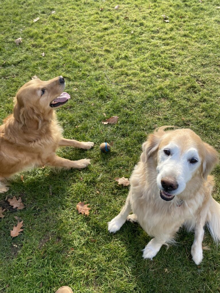 Two Adorable Turkeys 🦃
