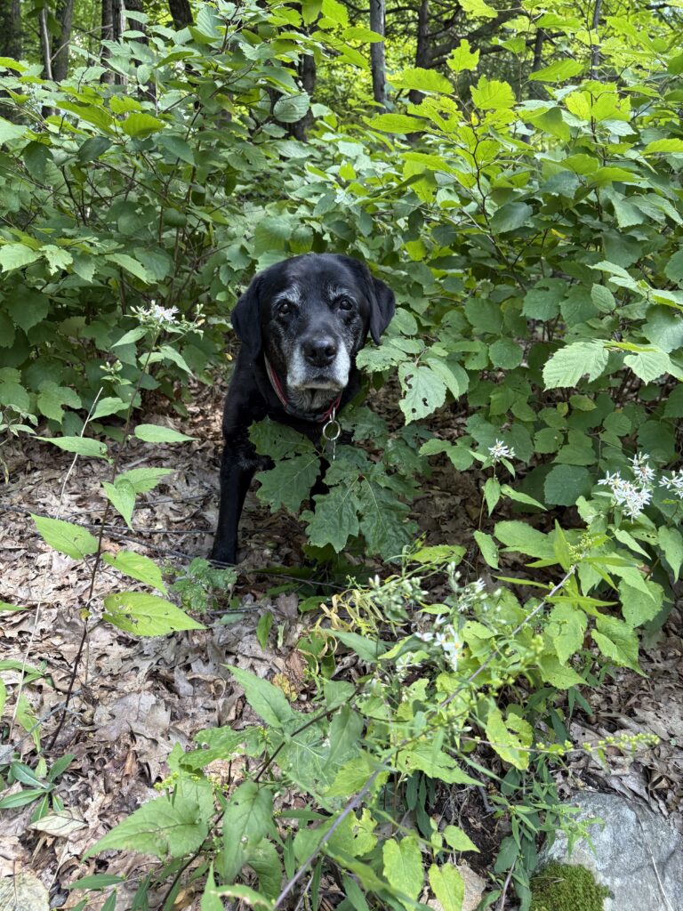 Hide And Seek