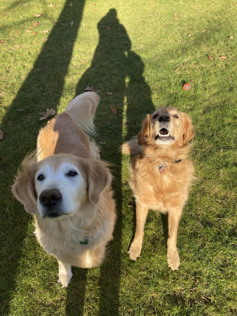 Sunshine Pups ☀️