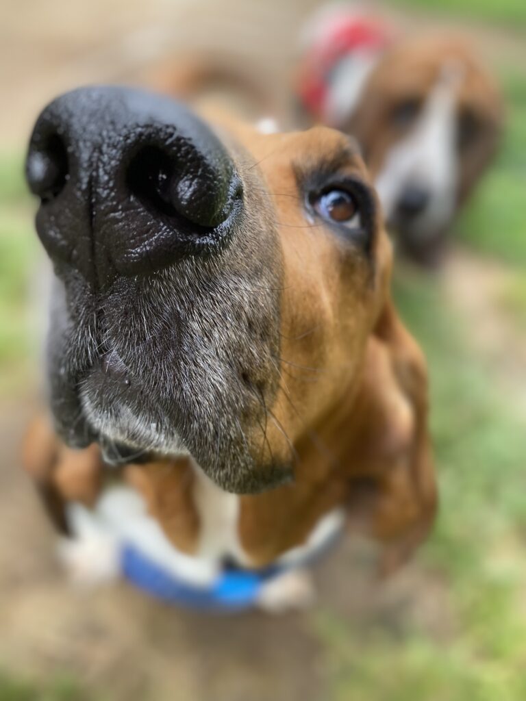 Giggles Galore 🤭🐾☀️