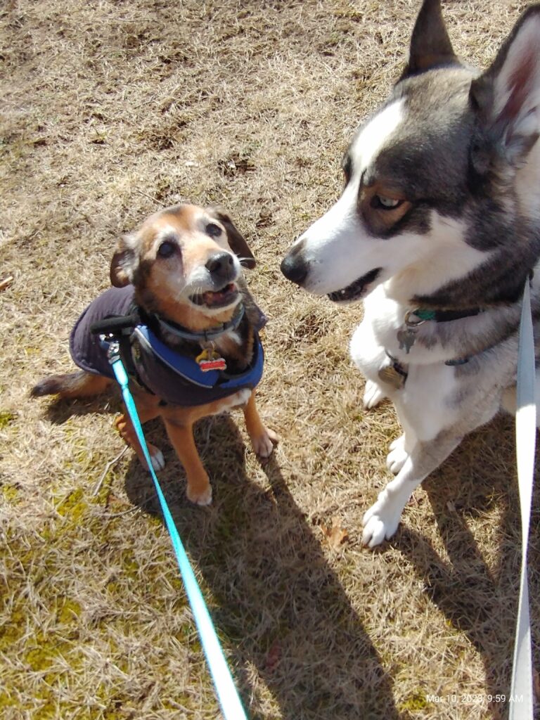 Packer meets Sammy for a walk at North Cemetery