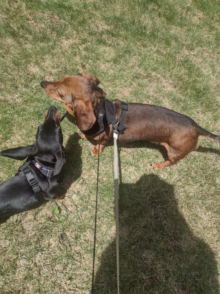 Brothers At Play!